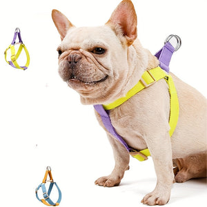 Discover the Joy of Walking Your Pet in Style