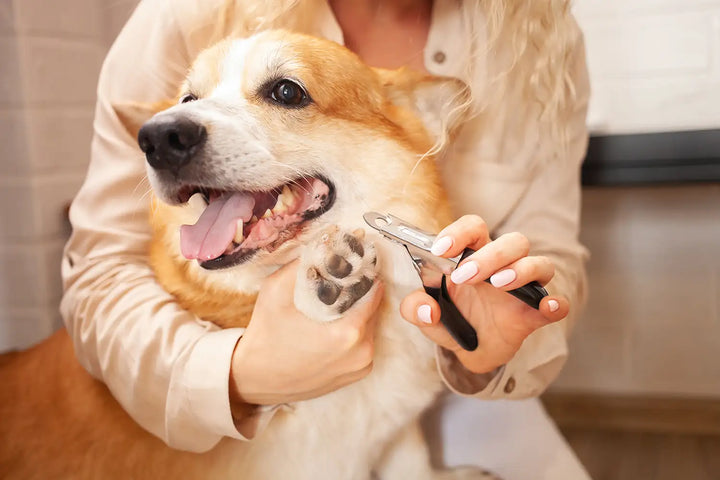 Easy Grooming Habits For Happier Pets