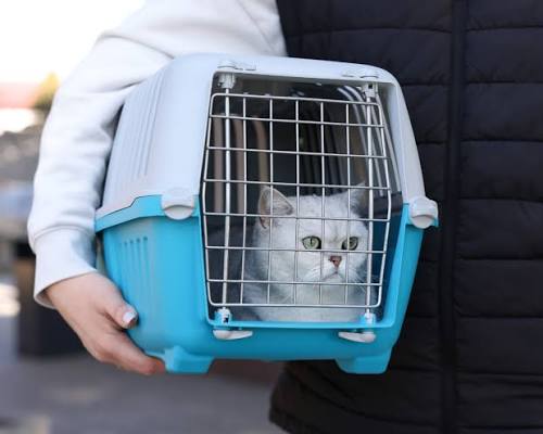 Choose Safe Pet Carriers For Easy Travel