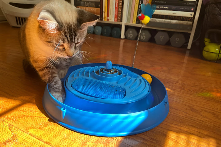 Pet Toys to Support Healthy Pet Play