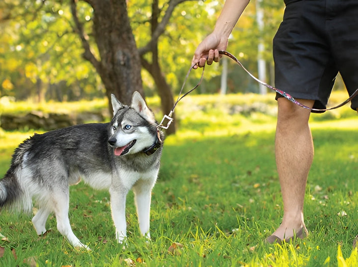 Simple Pet Leashes For Safer Pet Walks